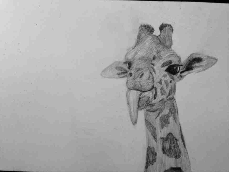 2014 - Giraffe