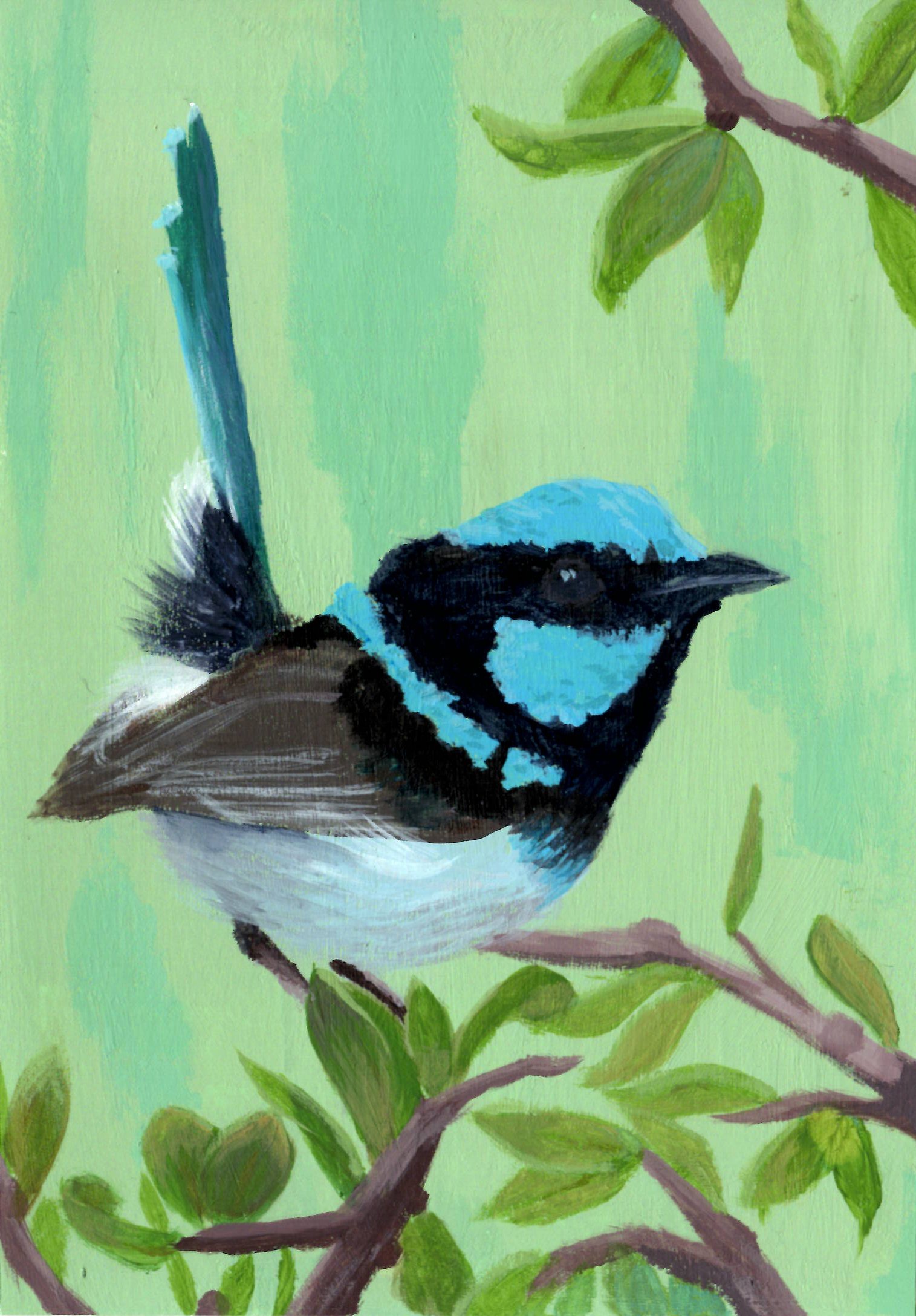 2021 - Blue Wren